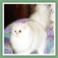 Persan - Chats