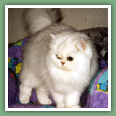 Persan - Chats