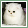 Persan - Chats