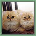 Persan - Chats