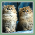 Persan - Chats