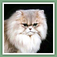 Persan - Chats