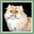 Persan - Chats