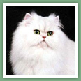 Persan - Chats