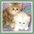 Persan - Chats