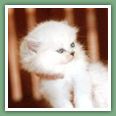 Persan - Chats
