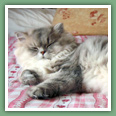 Persan - Chats
