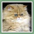 Persan - Chats