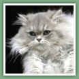 Persan - Chats