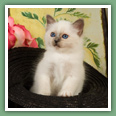 Sacr&eacute; de Birmanie - Chats