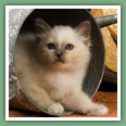 Sacr&eacute; de Birmanie - Chats