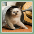 Sacr&eacute; de Birmanie - Chats