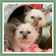 Sacr&eacute; de Birmanie - Chats