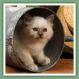 Sacr&eacute; de Birmanie - Chats