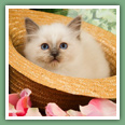 Sacr&eacute; de Birmanie - Chats