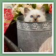 Sacr&eacute; de Birmanie - Chats