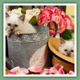 Sacr&eacute; de Birmanie - Chats