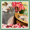 Sacr&eacute; de Birmanie - Chats