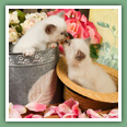 Sacr&eacute; de Birmanie - Chats