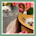 Sacr&eacute; de Birmanie - Chats