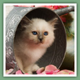 Sacr&eacute; de Birmanie - Chats