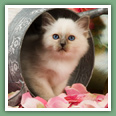 Sacr&eacute; de Birmanie - Chats
