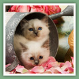 Sacr&eacute; de Birmanie - Chats