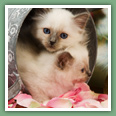 Sacr&eacute; de Birmanie - Chats