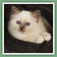 Sacr&eacute; de Birmanie - Chats