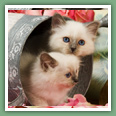 Sacr&eacute; de Birmanie - Chats