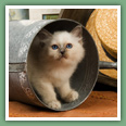 Sacr&eacute; de Birmanie - Chats
