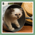 Sacr&eacute; de Birmanie - Chats