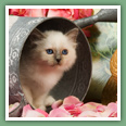 Sacr&eacute; de Birmanie - Chats