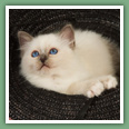 Sacr&eacute; de Birmanie - Chats