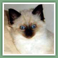 Sacr&eacute; de Birmanie - Chatons disponibles