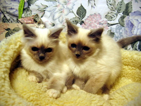 Sacré de Birmanie - Chats