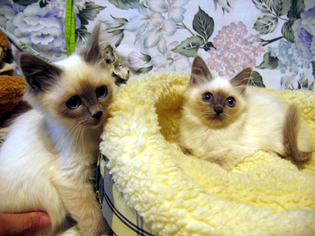 Sacré de Birmanie - Chats