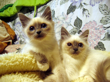 Sacré de Birmanie - Chats