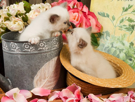 Sacré de Birmanie - Chats