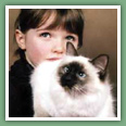 Sacr� de Birmanie - Chats