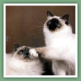 Sacr� de Birmanie - Chats