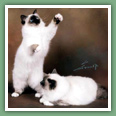 Sacr� de Birmanie - Chats