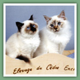 Sacr� de Birmanie - Chats