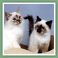 Sacr� de Birmanie - Chats