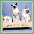 Sacr� de Birmanie - Chats