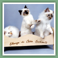 Sacr� de Birmanie - Chats