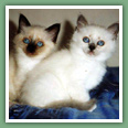 Sacr� de Birmanie - Chats