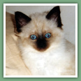 Sacr� de Birmanie - Chats
