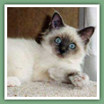 Sacr� de Birmanie - Chats