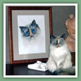 Sacr� de Birmanie - Chats